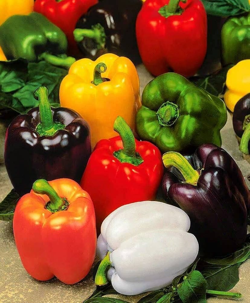 Mixed pepper plants thriving in raised garden beds