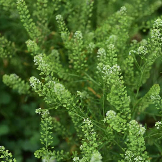 Pepperweed (Lepidium virginicum) seeds for urban gardens