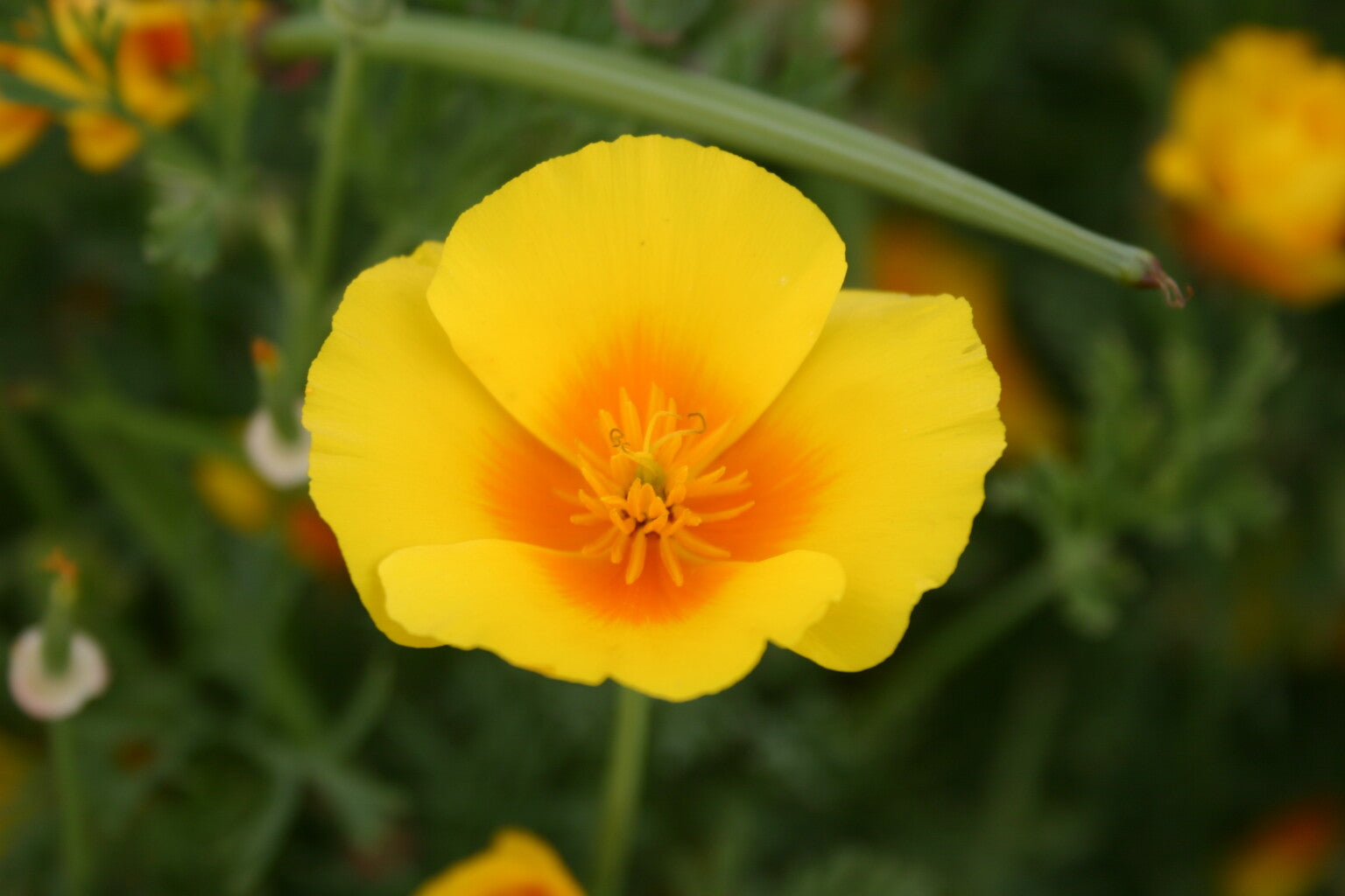 Cali Flower seeds for Planting - Wildflower Mix, Heirloom & GMO Free Seeds for Home Garden