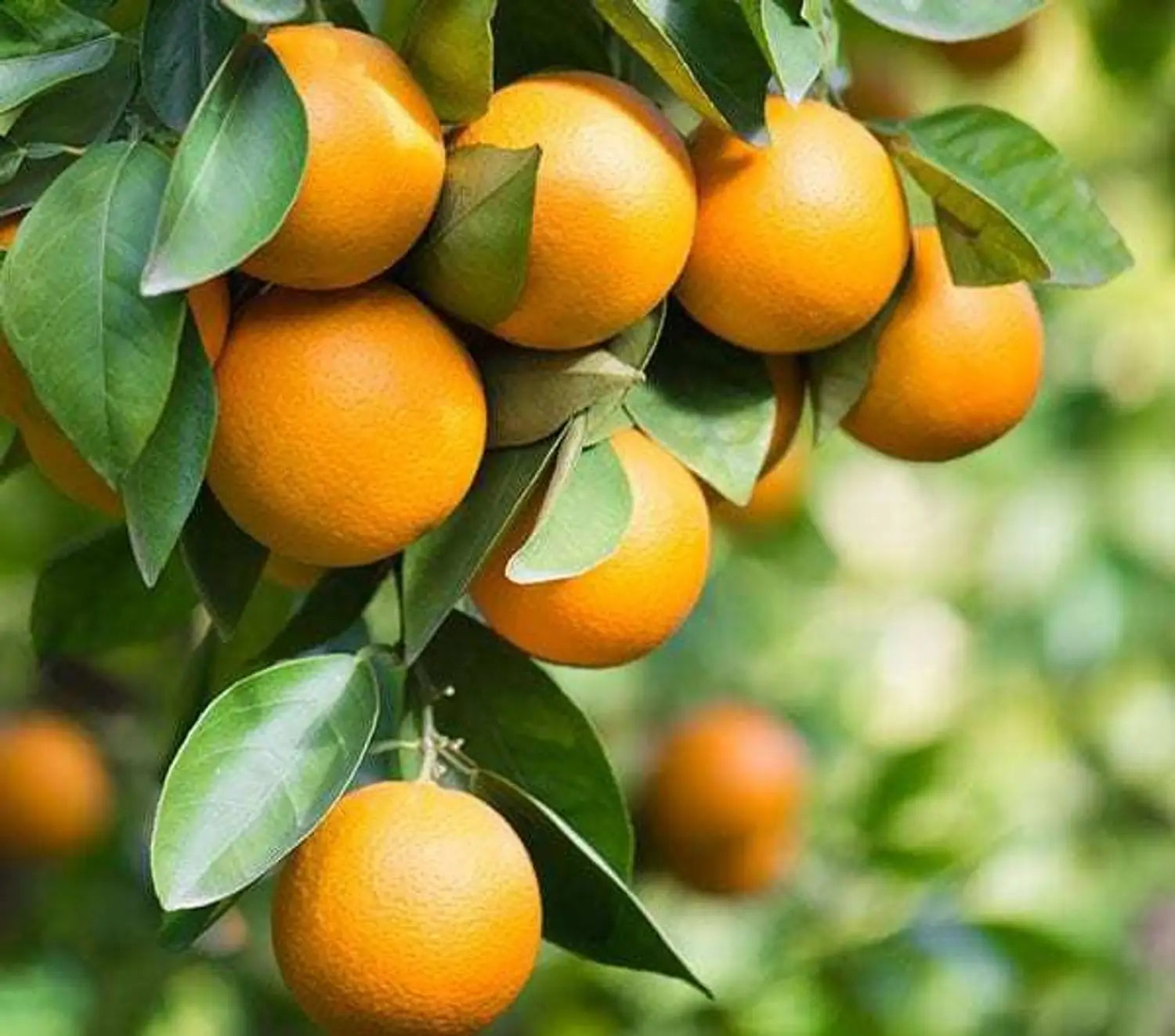 Miniature Orange Tree Seeds for Planting  Grow Your Own Indoor Citrus