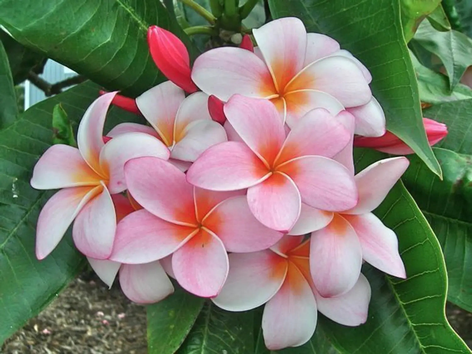 Light Pink Frangipani Flower seeds for Planting - Cut Flower Favorite, Heirloom & GMO Free Seeds for Home Garden