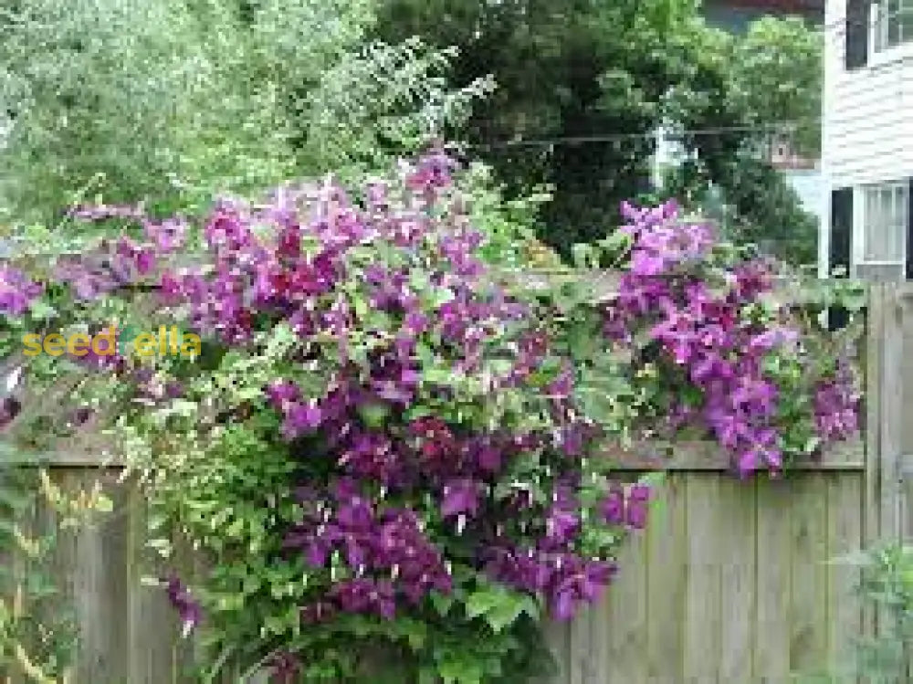 Perennial Vine Climbing Purple Flower Seeds For Vibrant Garden Planting