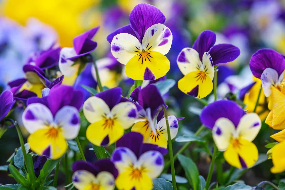 Perennial Violet Planting Seeds