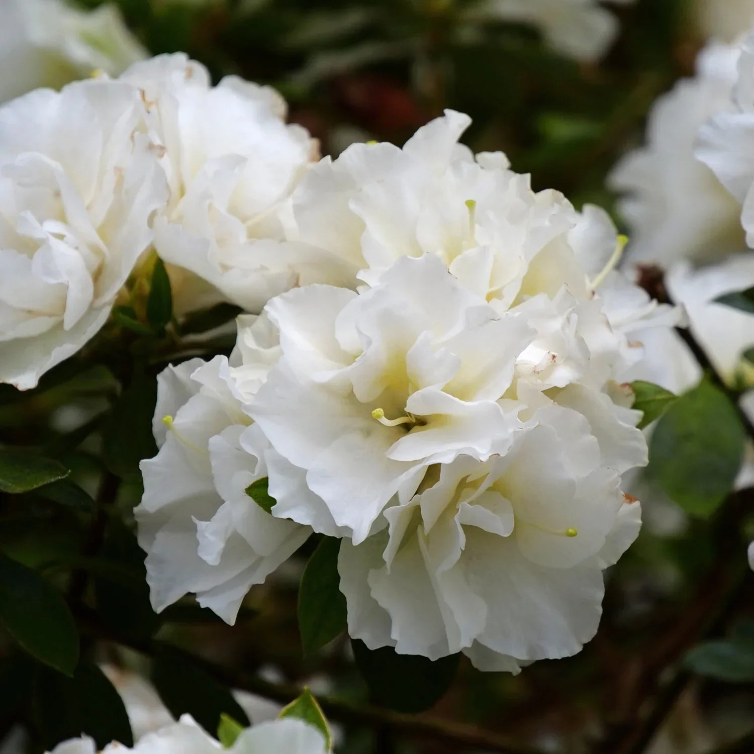 Perennial White Rhododendron Plants for Borders and Containers