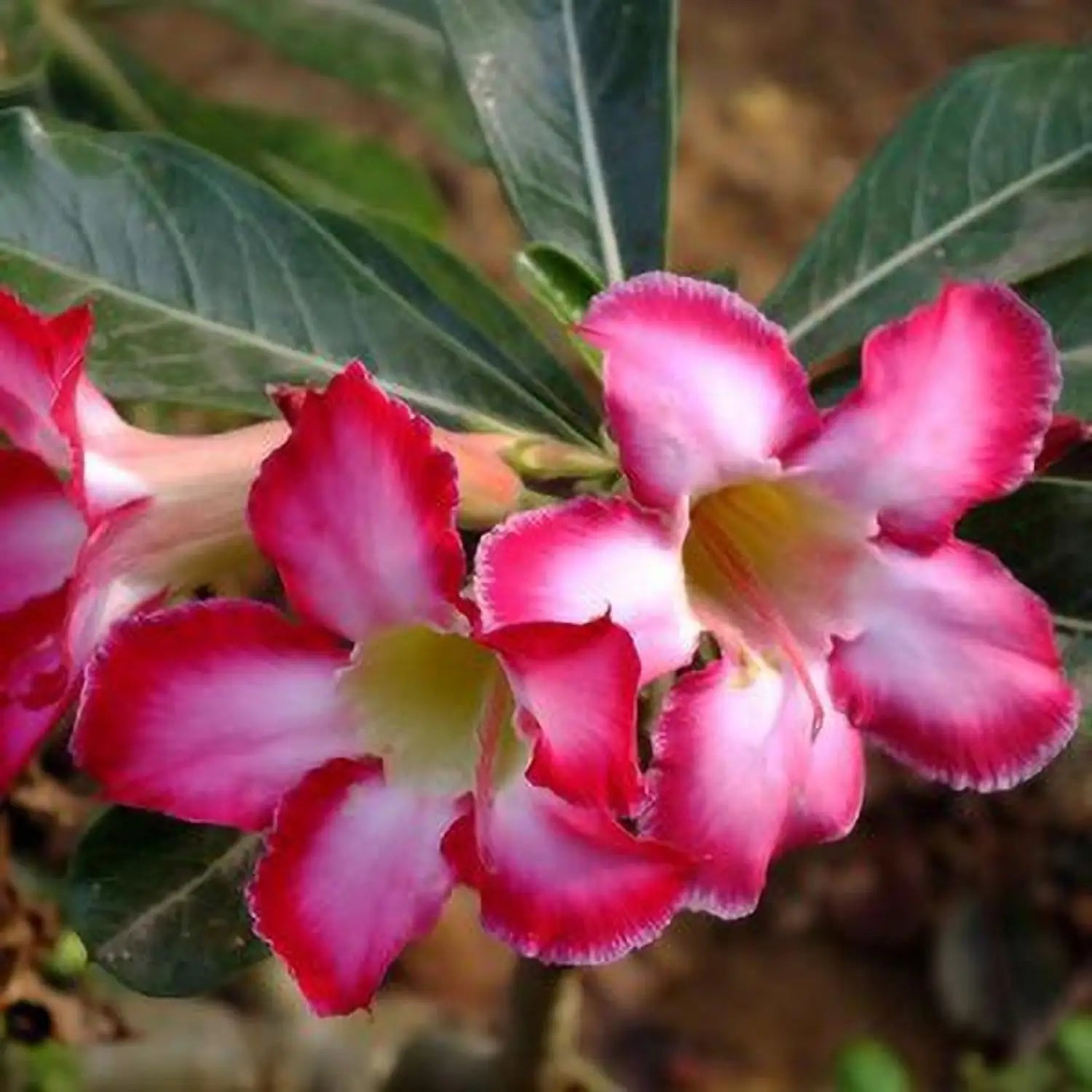 Adenium Obesum Flower seeds for Planting - Pollinator Friendly, Heirloom & GMO Free Seeds for Home Garden