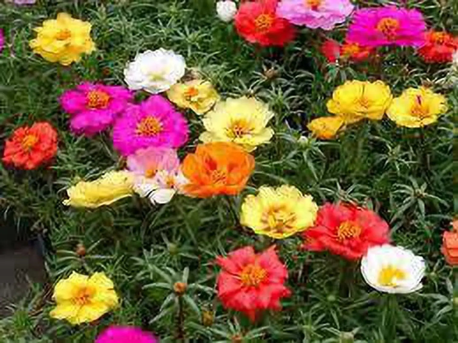 Portulaca Moss Flower seeds for Planting - Shade Tolerant, Heirloom & GMO Free Seeds for Home Garden