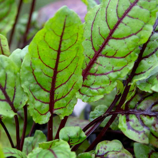 Sorrel Herb Seeds – Organic Non-GMO Leafy Green with Tangy Flavor