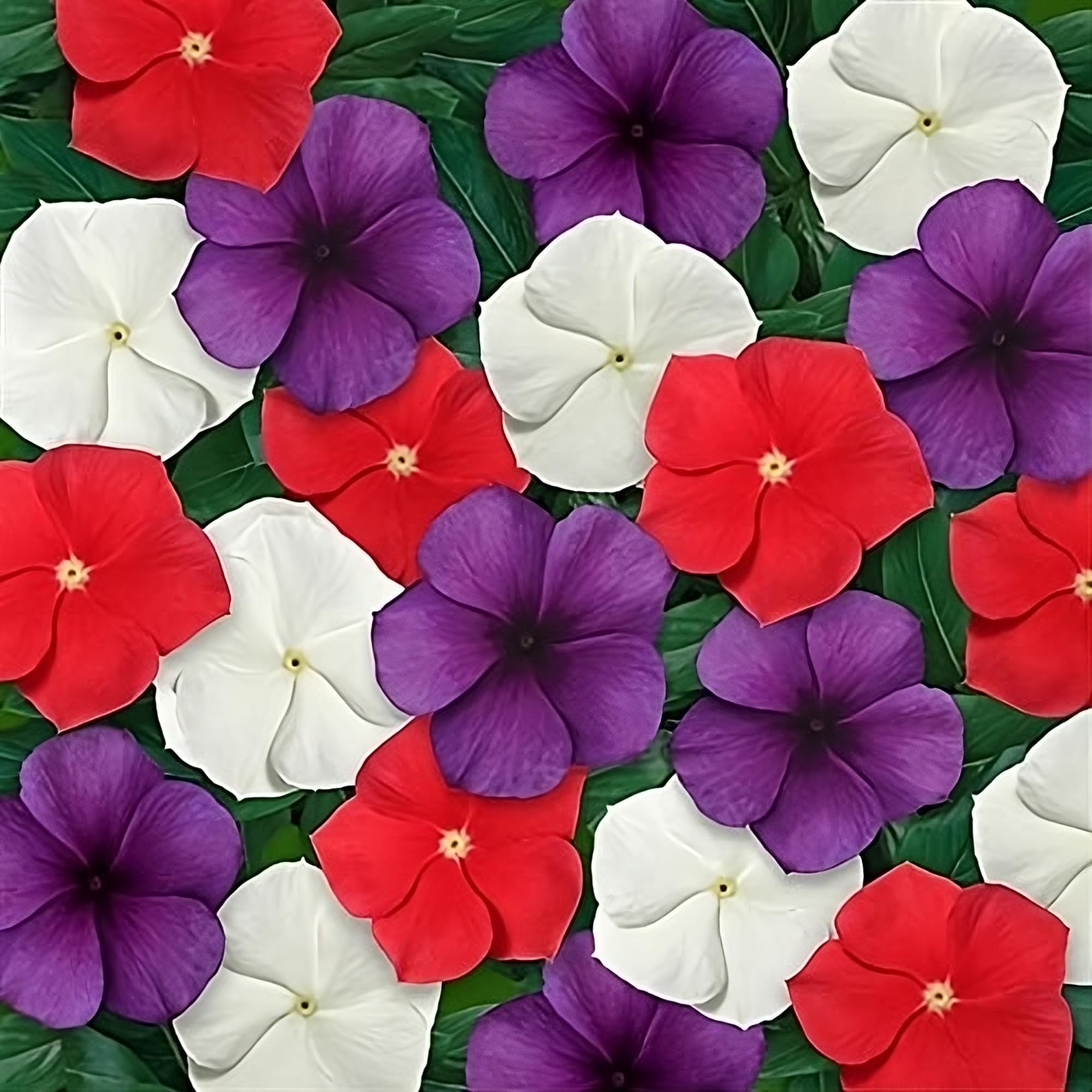 Periwinkle Vinca Mix Seeds for Planting