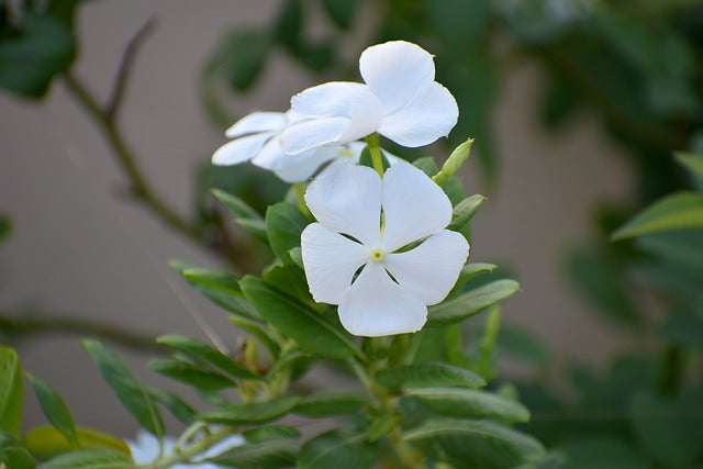 White Periwinkle Flower seeds for Planting - Perfect for Borders, Heirloom & GMO Free Seeds for Home Garden