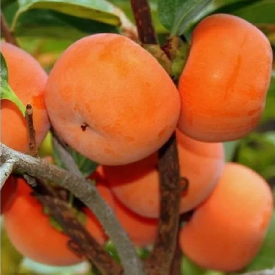Persimmon Seeds for Planting - Grow Delicious Fruit Trees - Evergrowseeds