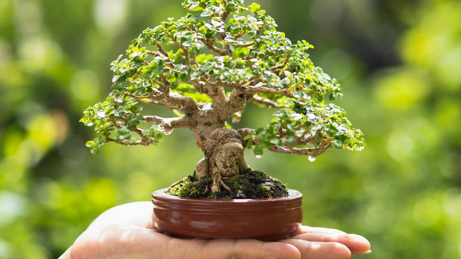 Bonsai Tree Seeds for Planting - White Color Guide