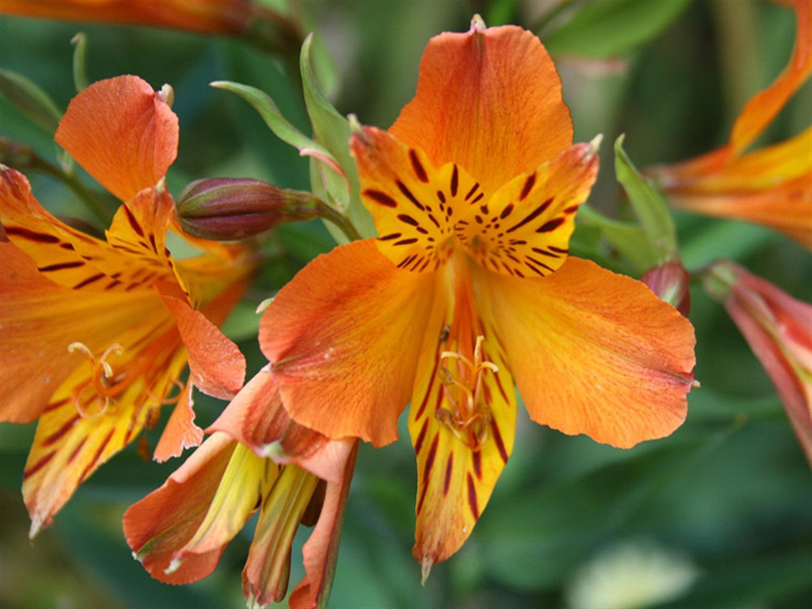 Alstroemeria Aurantiaca Flower seeds for Planting - Garden Favorite, Heirloom & GMO Free Seeds for Home Garden