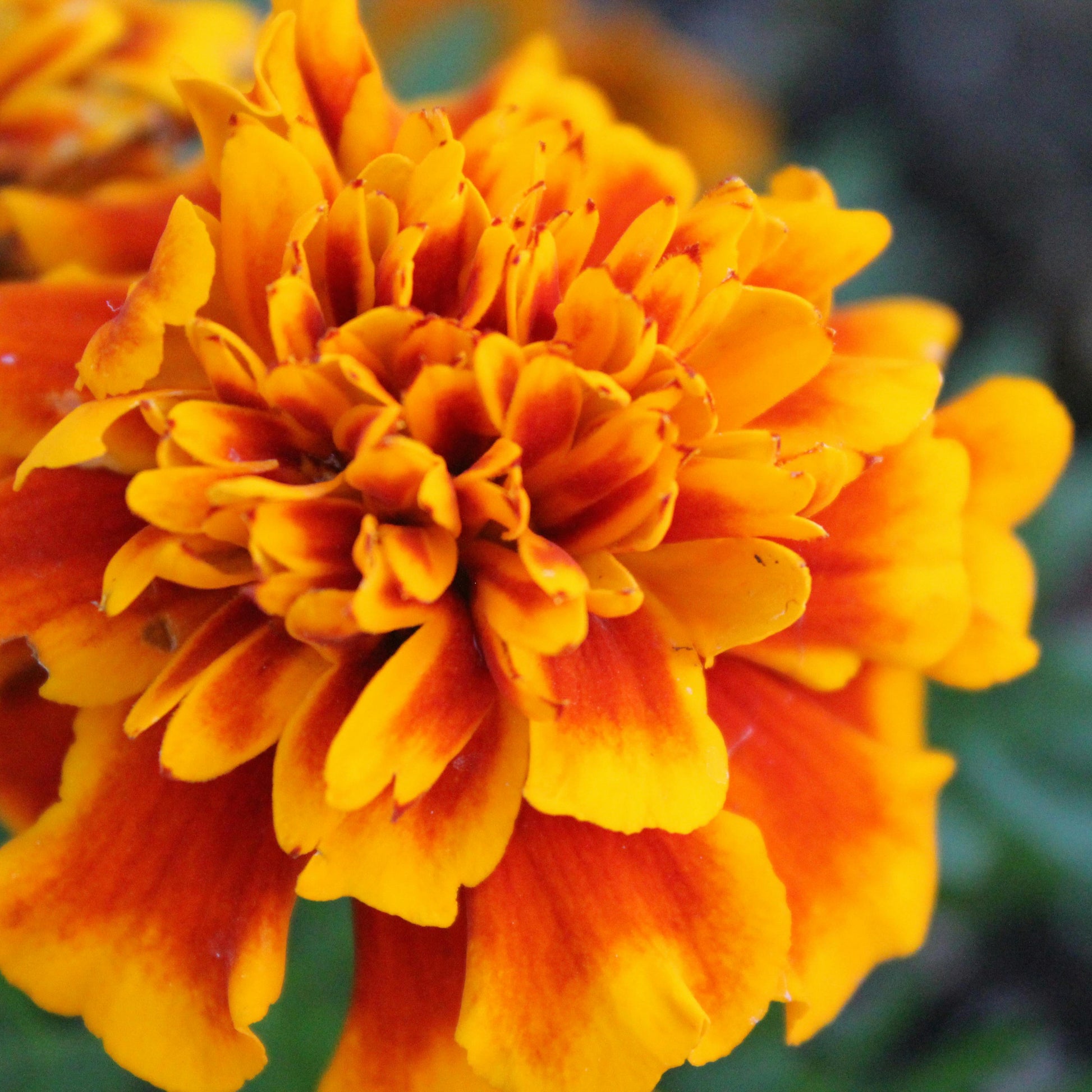 Marigold Flower Seeds – Organic Tagetes Variety for Pots & Landscapes