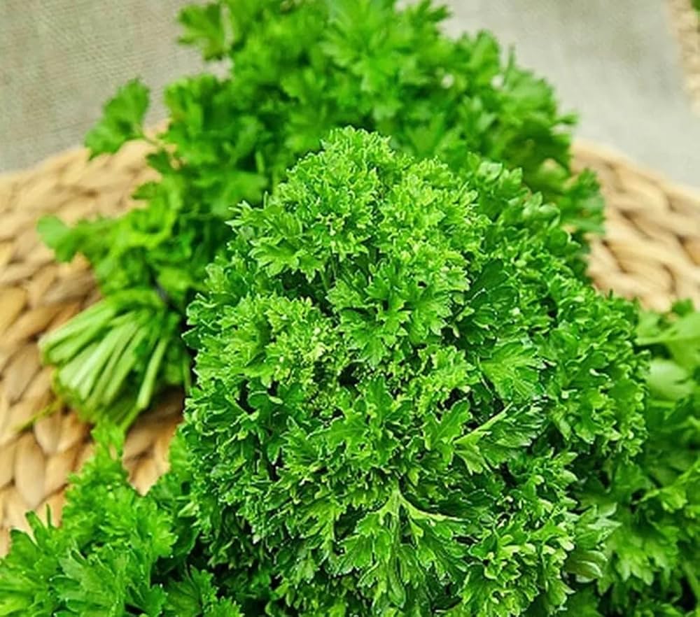 Petroselinum hortensis curly-leafed herb growing in full sun