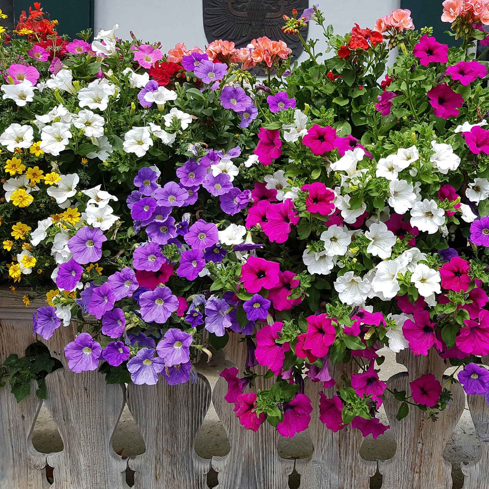 Mix Petunia Flower seeds for Planting - Sun Loving, Heirloom & GMO Free Seeds for Home Garden