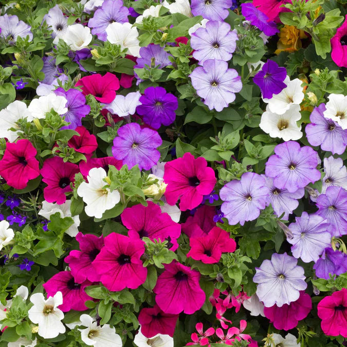Close-Up of Bright Mixed Petunia Petals