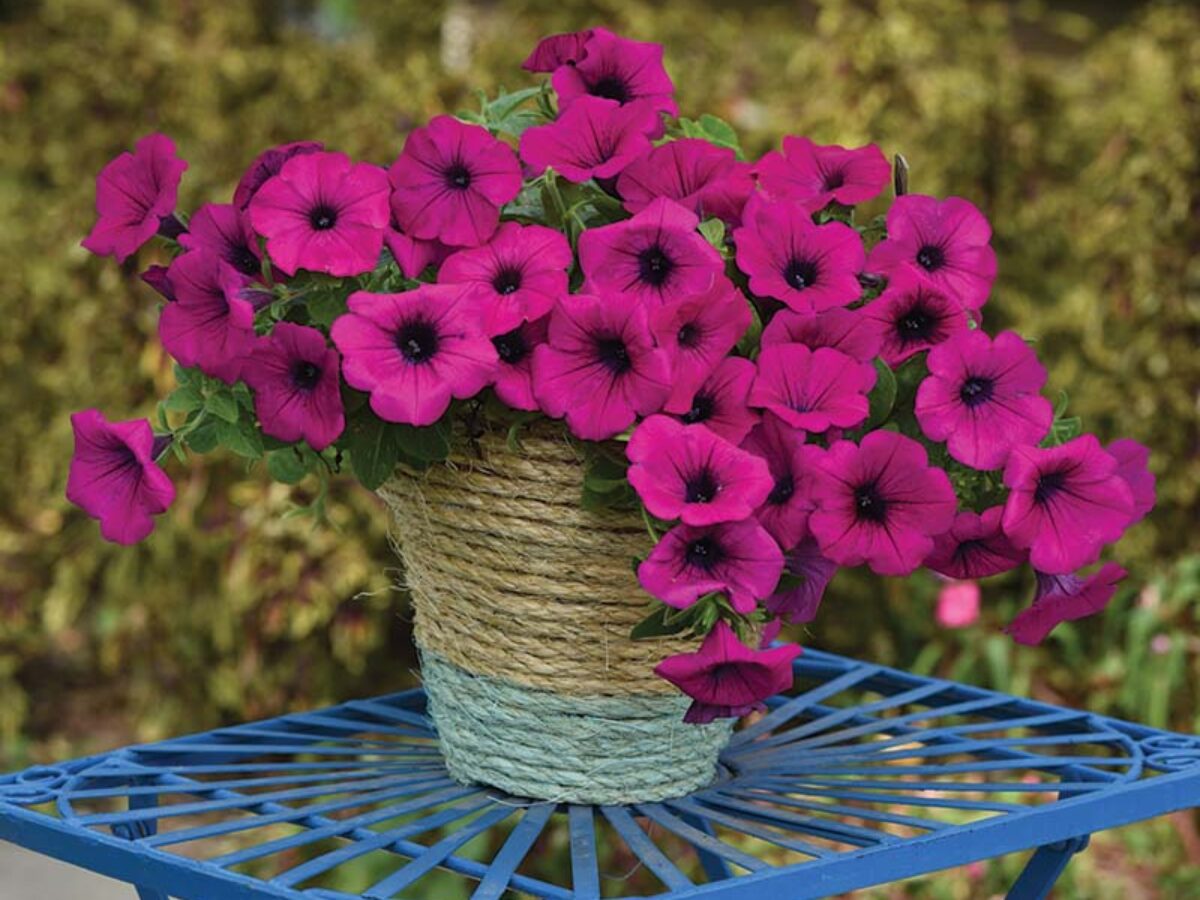 Pink Violet Hanging Petunia Flower Seeds for Planting Heirloom NONGMO Seeds Beautiful Garden Blooms 
 
 Sale