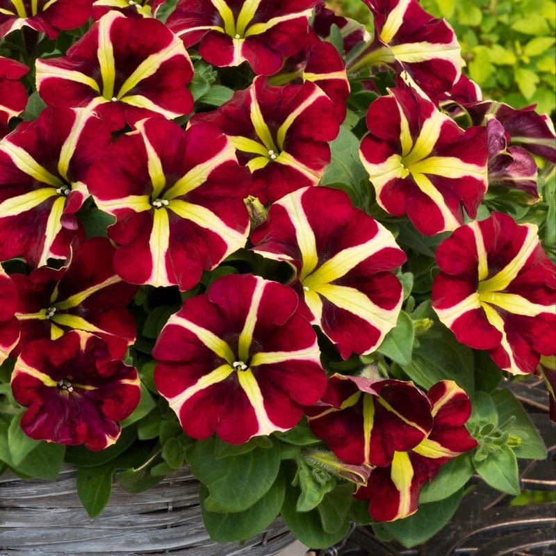 Red & Yellow Petunia Flower seeds for Planting - Pollinator Friendly, Heirloom & GMO Free Seeds for Home Garden