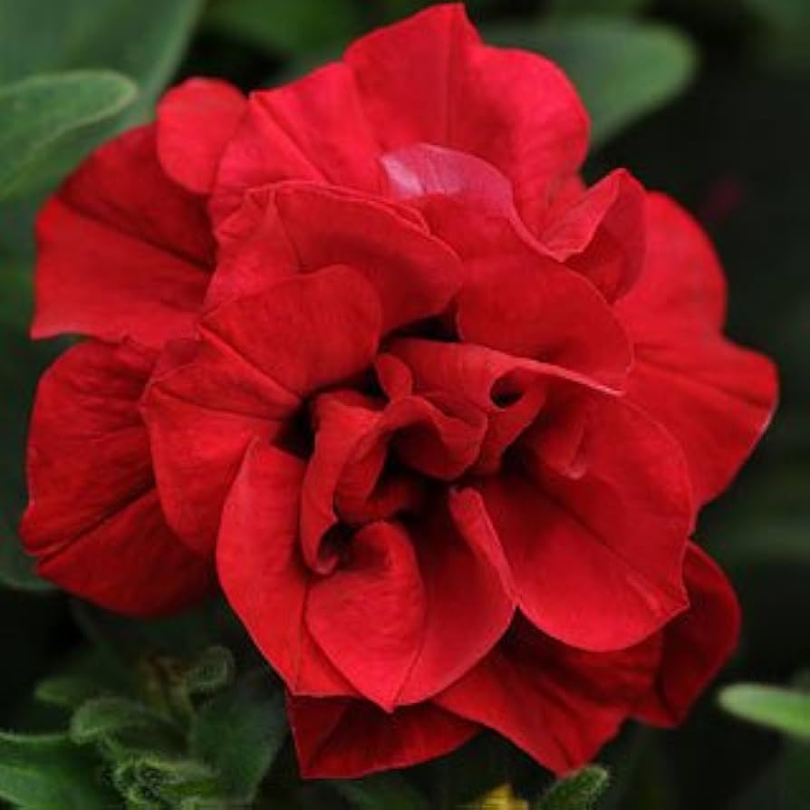 Red Double Petunia in hanging basket