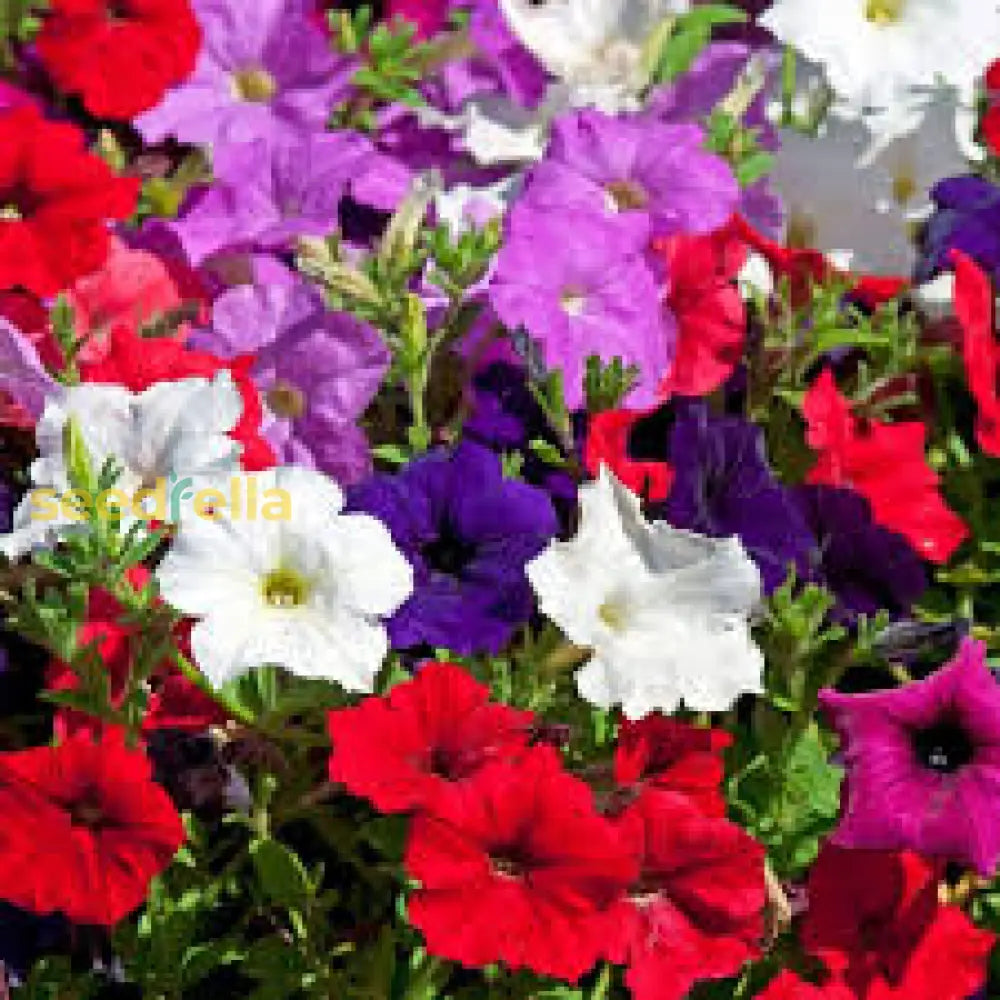 Petunia Mix Seeds For Planting  Colorful Annual Flowers Flower