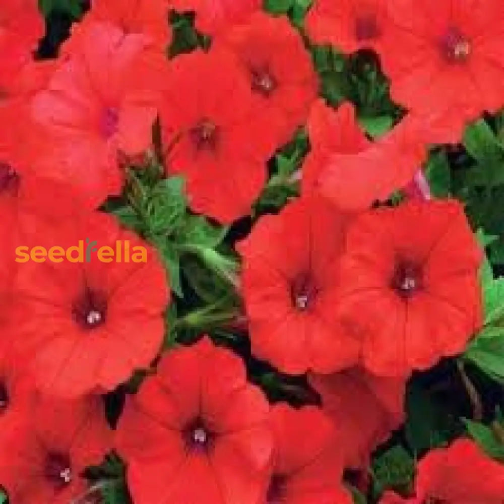 Petunia Red Easy Wave Flower Seeds For Planting - Vibrant Annual Blooms