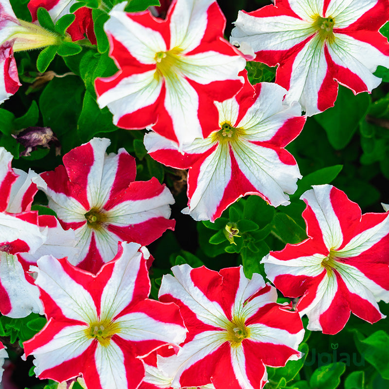 White and Red Petunia Seeds for Beautiful Garden Planting