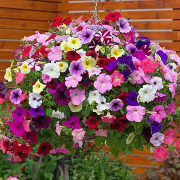 Mixed Superbells Petunia Seeds Flower seeds for Planting - Pollinator Friendly, Heirloom & GMO Free Seeds for Home Garden