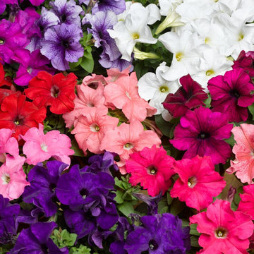 Petunia Flower Seeds – Organic Non-GMO Colorful Blooms for Gardens