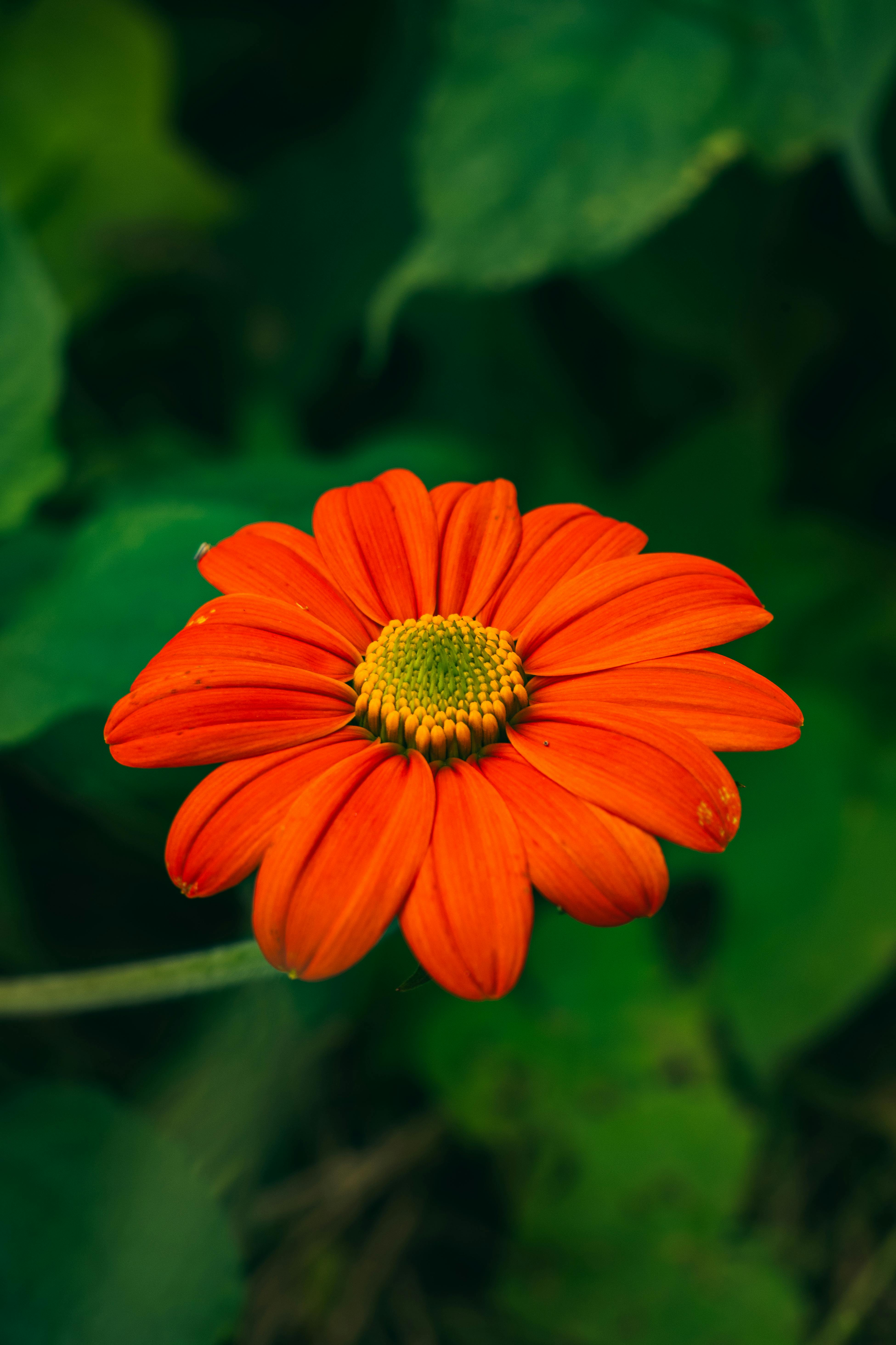 Mexican Flower seeds for Planting - Fragrant Blossoms, Heirloom & GMO Free Seeds for Home Garden