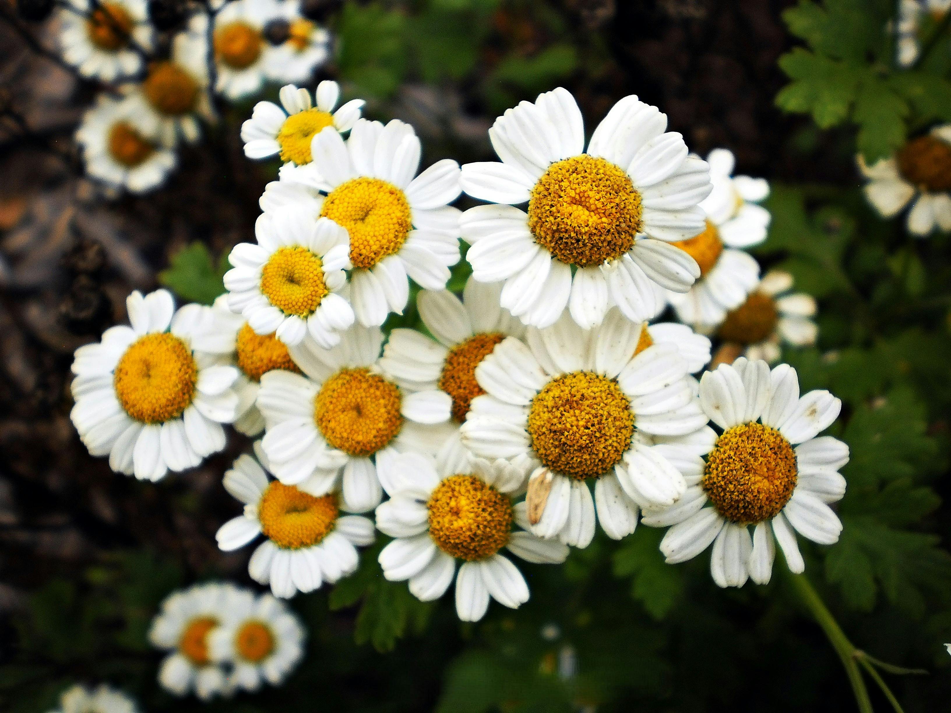 Feverfew Flower seeds for Planting Wildflower Mix Heirloom & GMO Free Seeds for Home Garden