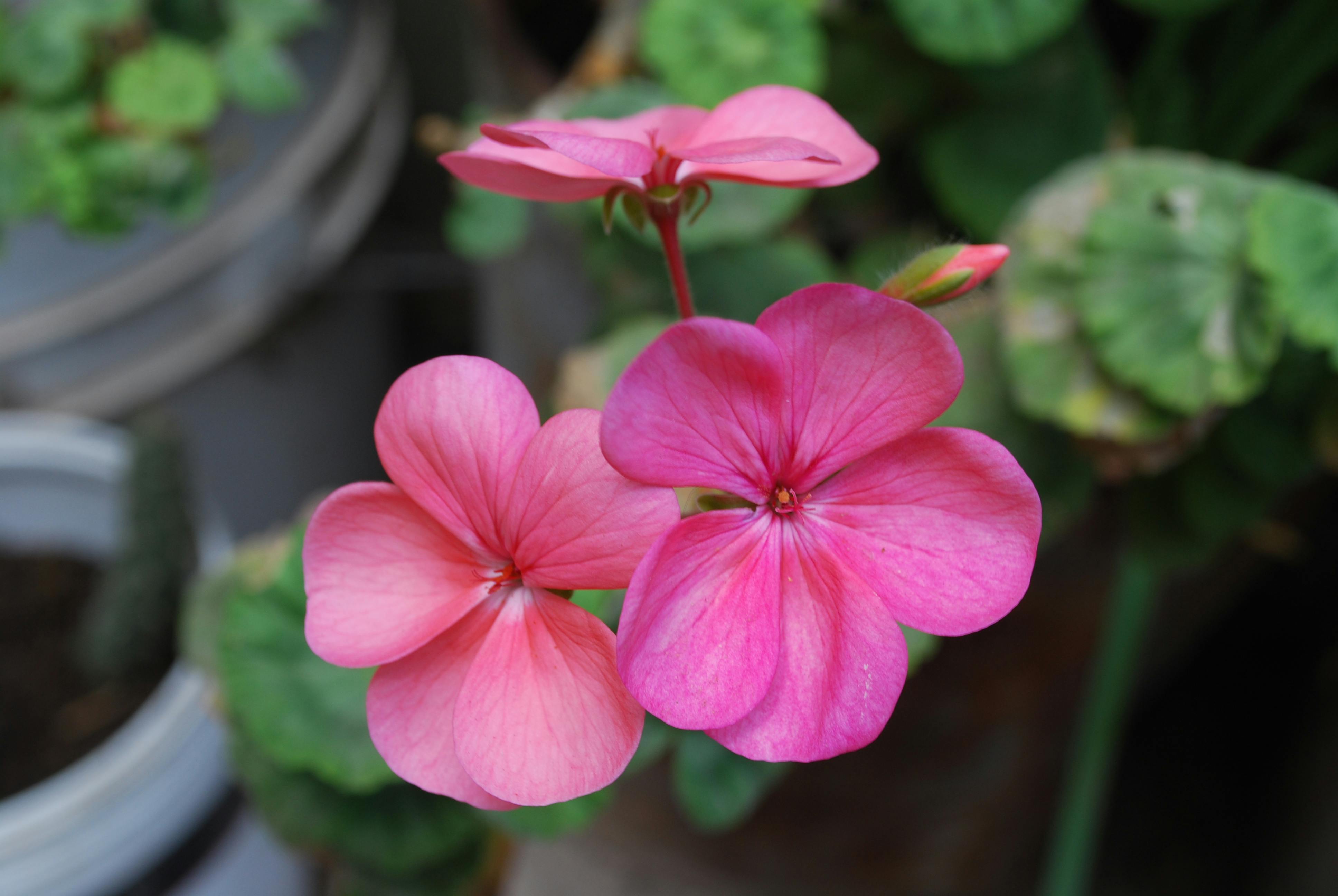 Pink Geranium Flower seeds for Planting - Garden Favorite, Heirloom & GMO Free Seeds for Home Garden