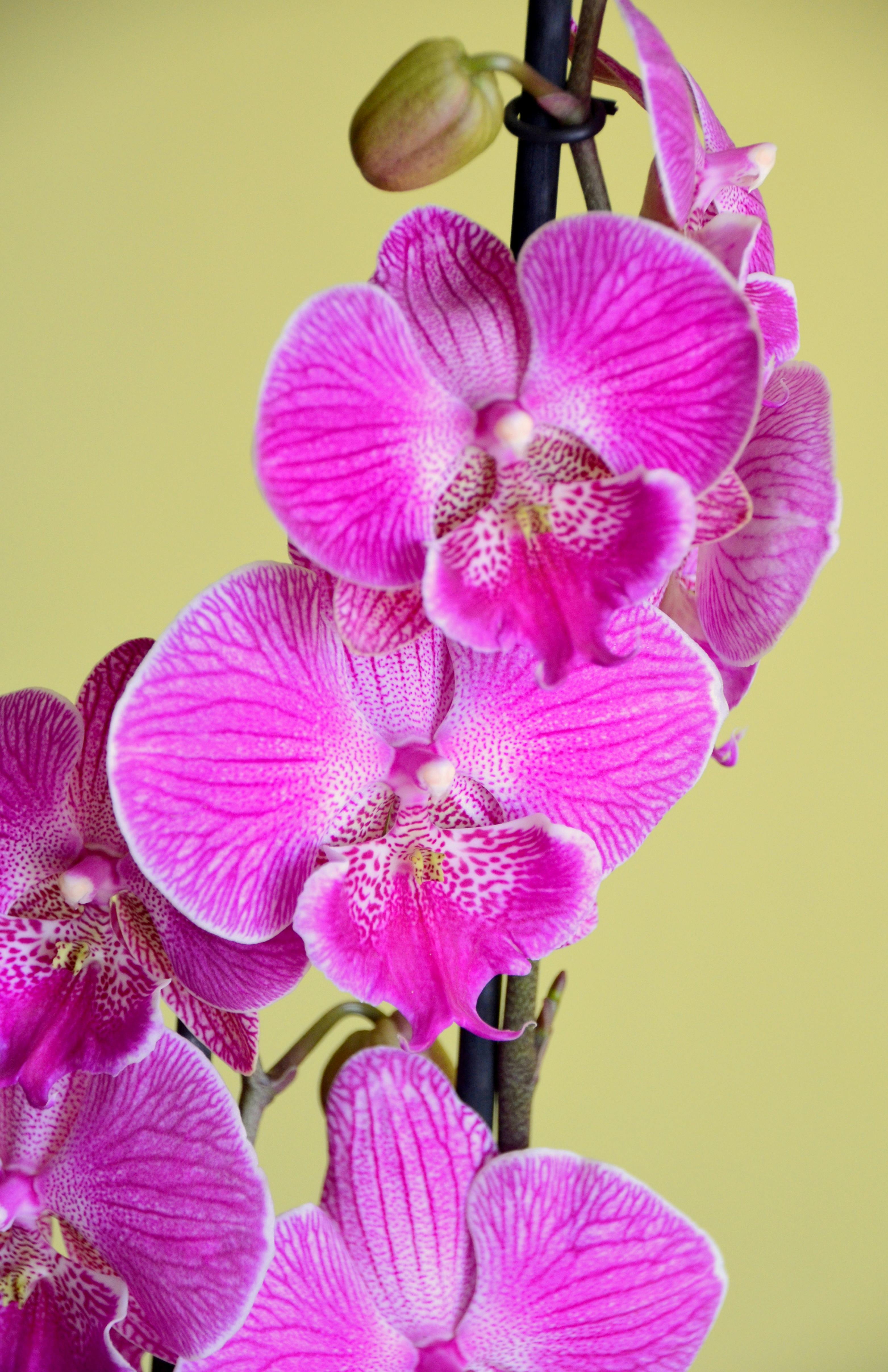 Violet Butterfly Orchid Flower seeds for Planting - Low Maintenance, Heirloom & GMO Free Seeds for Home Garden