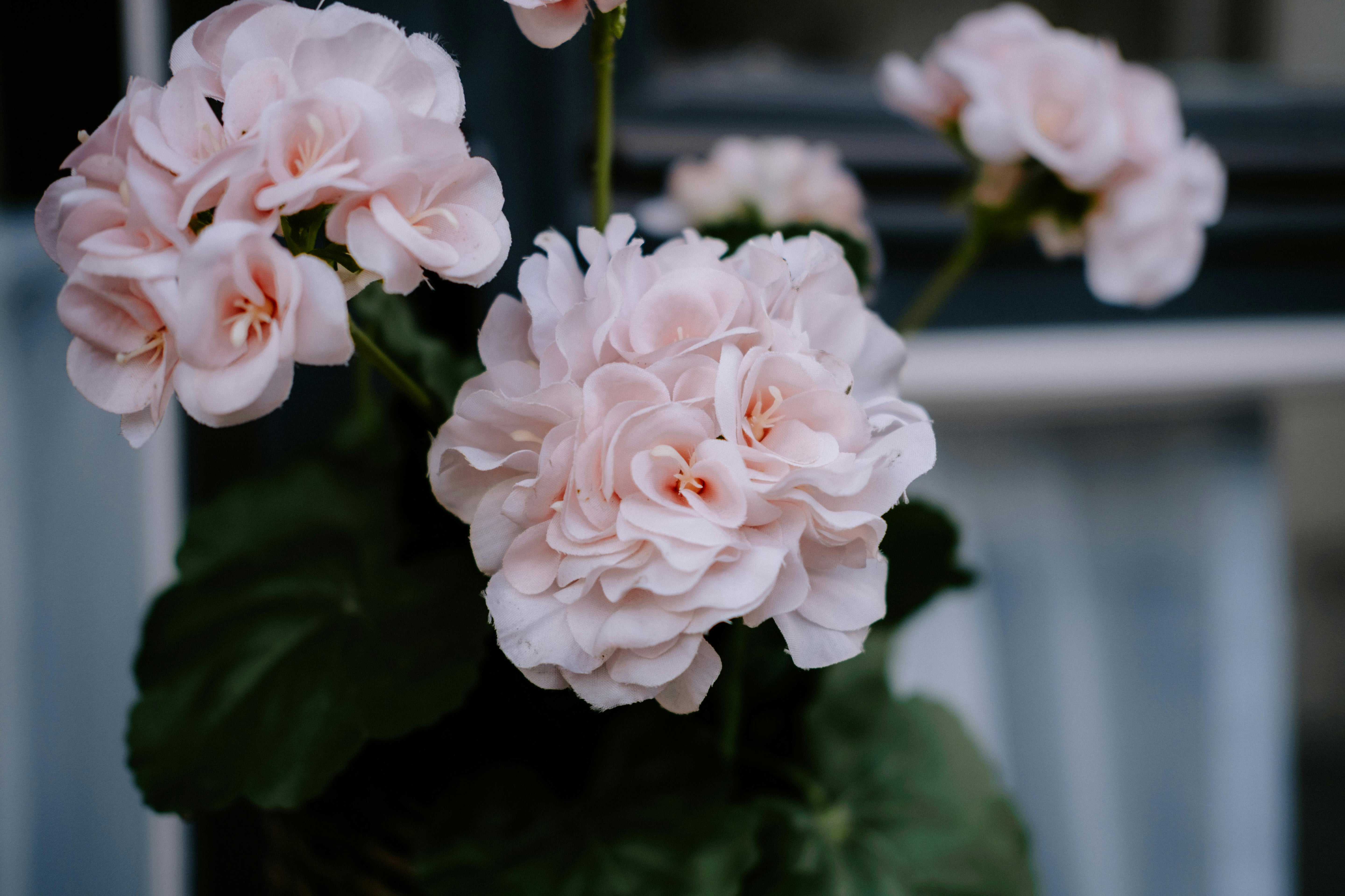 Pale Pink Geranium Flower Seeds for Planting Perfect for Borders Heirloom & GMO Free Seeds for Home Garden
 
 Sale
