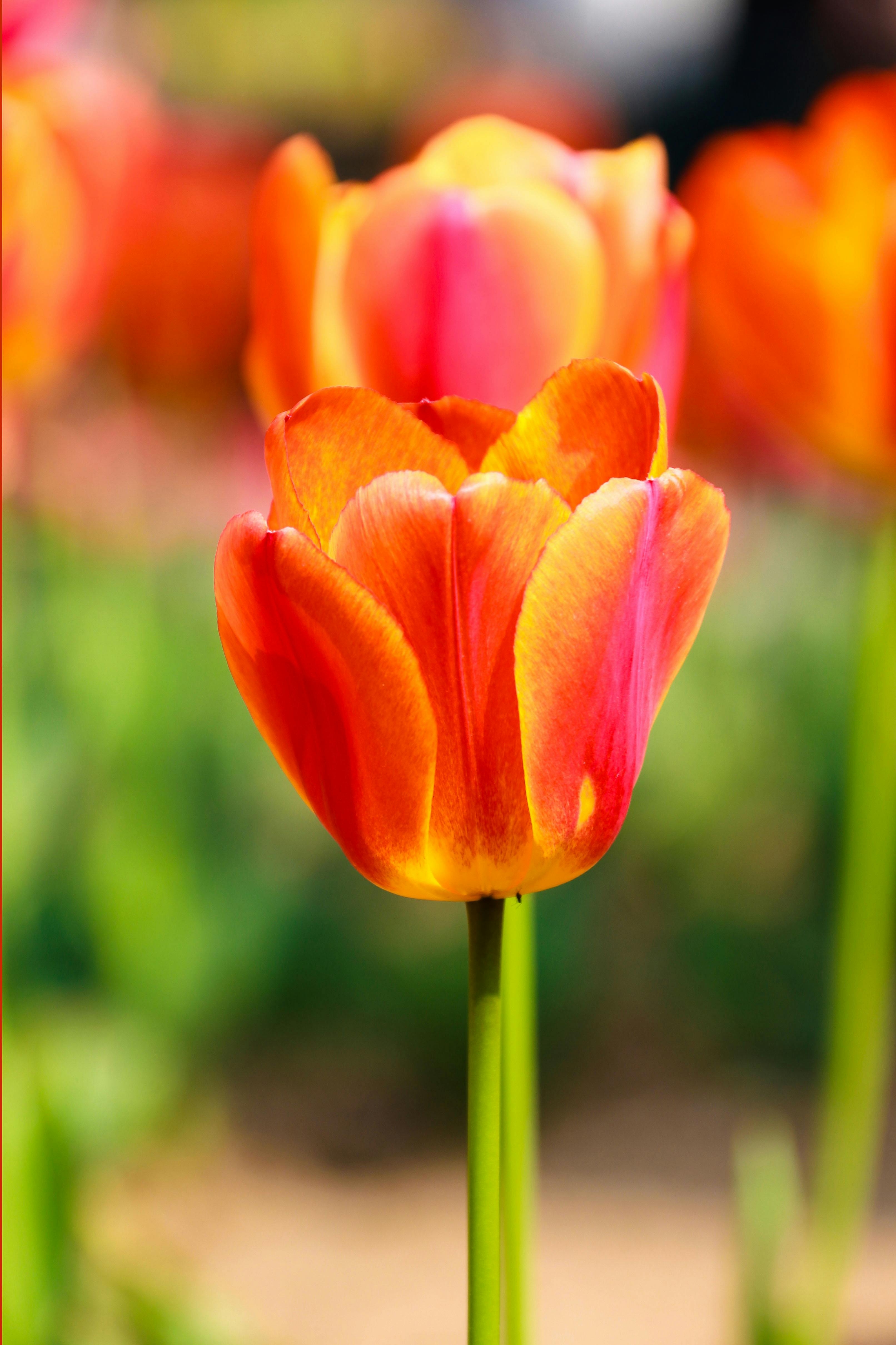 Tulip Orange Flower seeds for Planting - Drought Tolerant, Heirloom & GMO Free Seeds for Home Garden