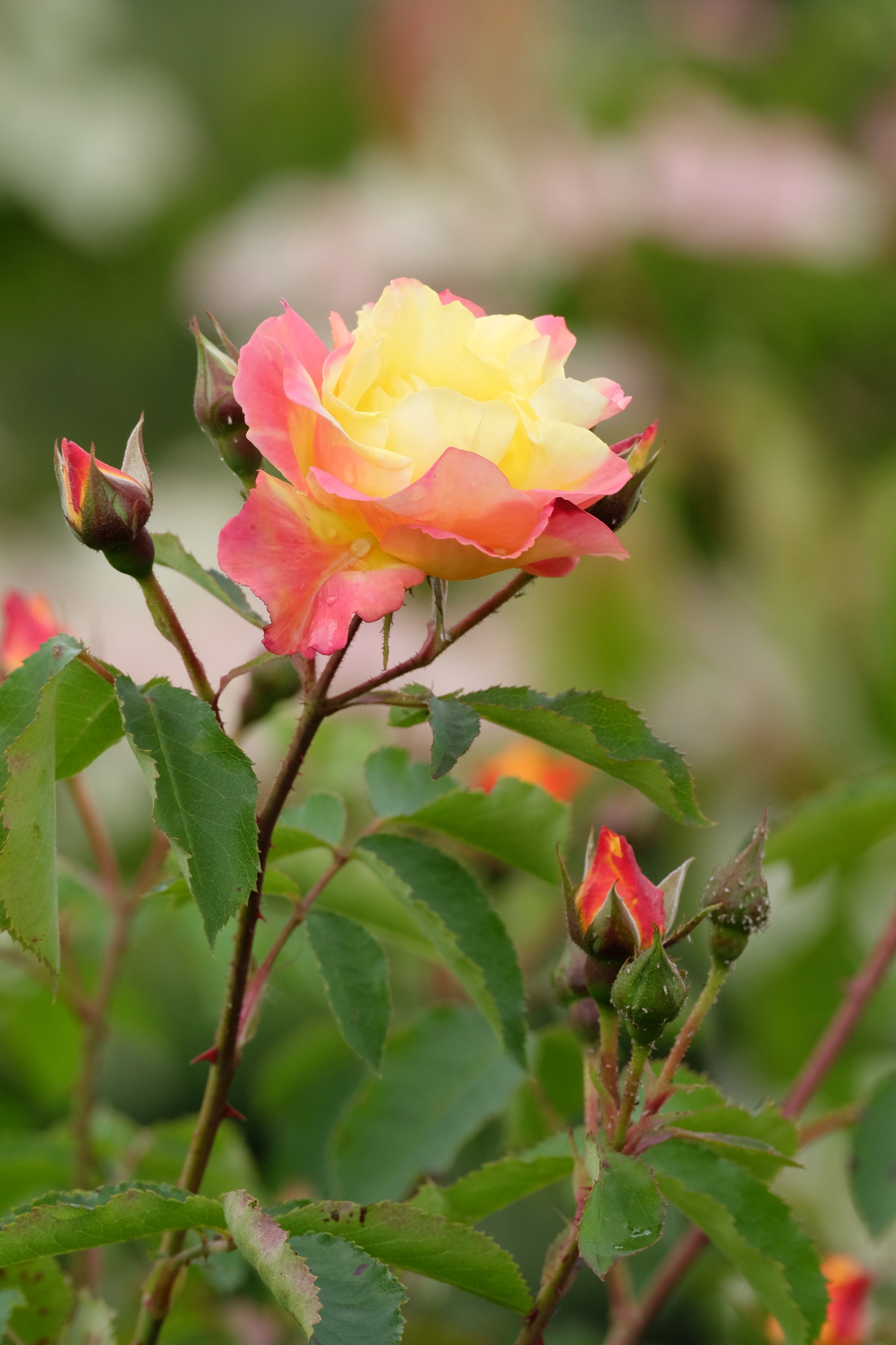 Pink Yellow Rose Flower Seeds for Planting - Vibrant Garden Roses, Spring & Fall Planting
