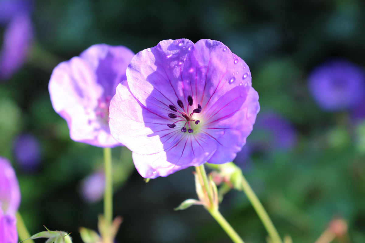 Violet Geranium Seeds for Planting - Heirloom, Non-GMO Flower Seeds for Garden Beds and Borders