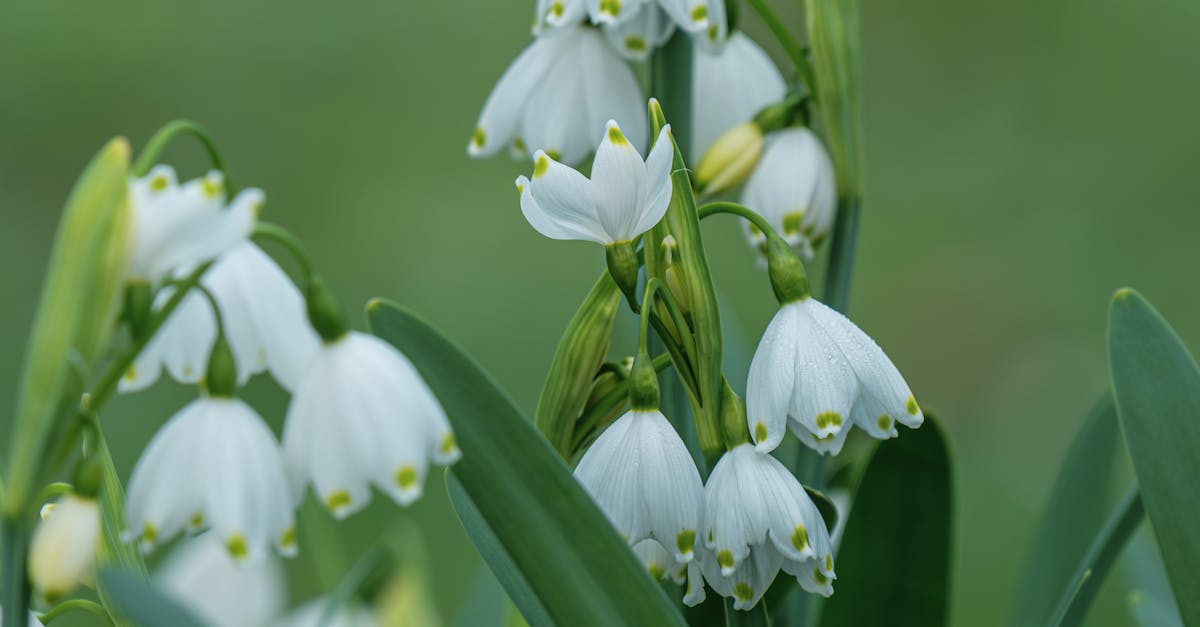 White Galanthus Nivalis Flower seeds for Planting - Pollinator Friendly, Heirloom & GMO Free Seeds for Home Garden