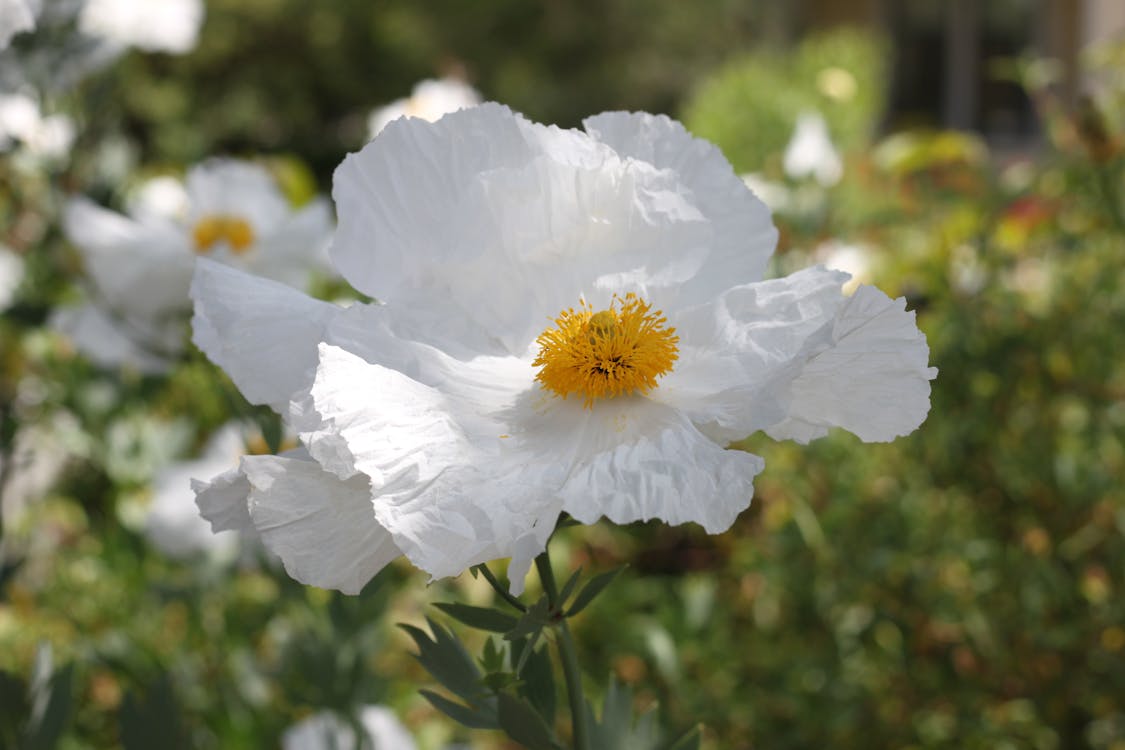 Coulteri Flower Seeds for Planting  Vibrant Blooms for Your Garden - Evergrowseeds