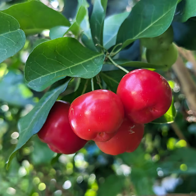 Rocoto Vegetable Seeds for Planting - Grow Your Own Spicy Peppers - Evergrowseeds