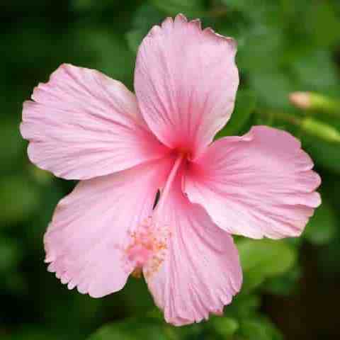 Pink Hibiscus Flower seeds for Planting - Premium Quality, Heirloom & GMO Free Seeds for Home Garden