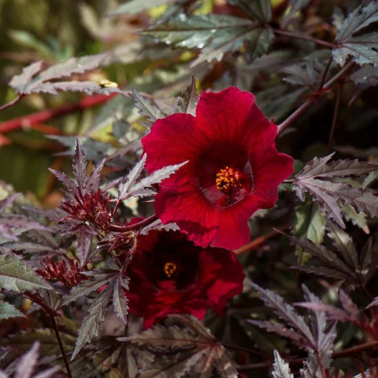 Hibiscus Burgundy Flower seeds for Planting - Sun Loving, Heirloom & GMO Free Seeds for Home Garden