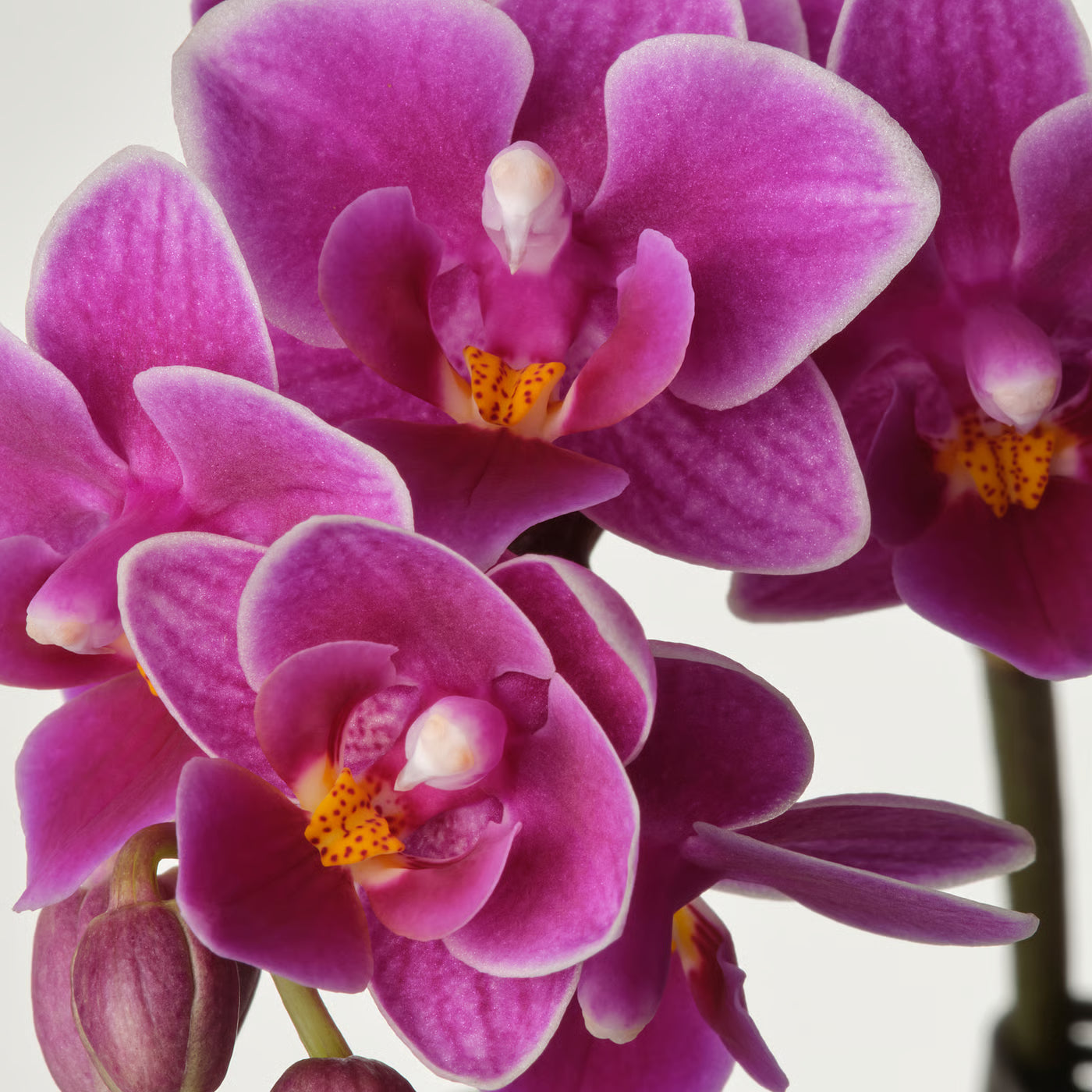 Butterfly Orchid Flower seeds for Planting Shade Tolerant Heirloom & GMO Free Seeds for Home Garden