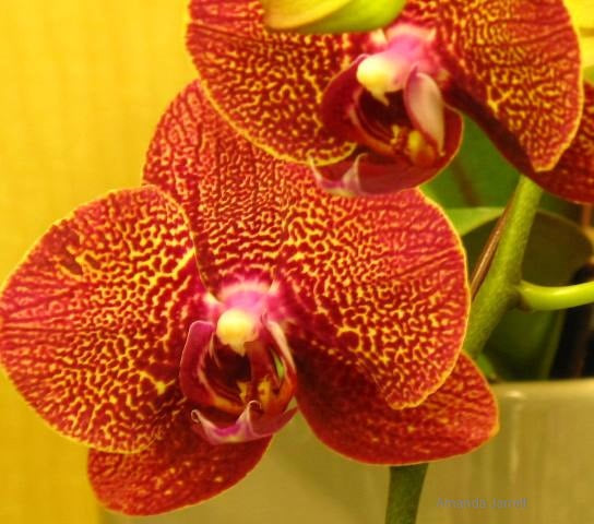Red Yellow Phalaenopsis Flower Seeds for Planting Low Maintenance Heirloom & GMO Free Seeds for Home Garden
 
 Sale