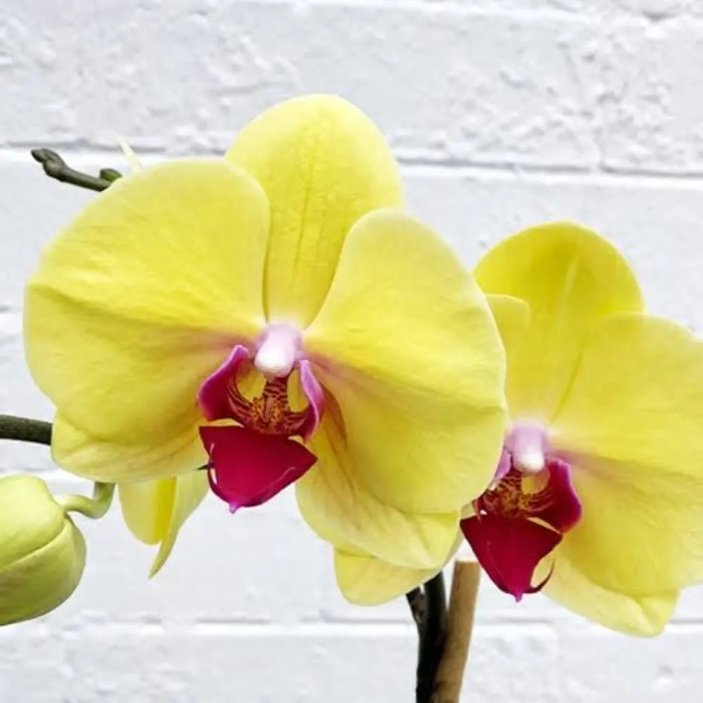 White Yellow Butterfly Orchid Seeds for Planting