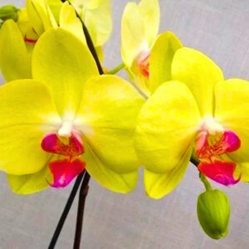 Yellow Phalaenopsis Orchid Flower seeds for Planting - Easy to Grow, Heirloom & GMO Free Seeds for Home Garden