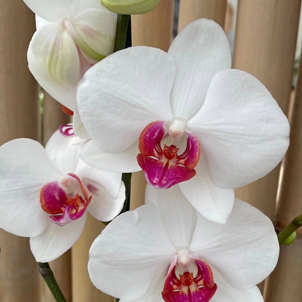Phalaenopsis Orchid Flower seeds for Planting - Bright Blooms, Heirloom & GMO Free Seeds for Home Garden