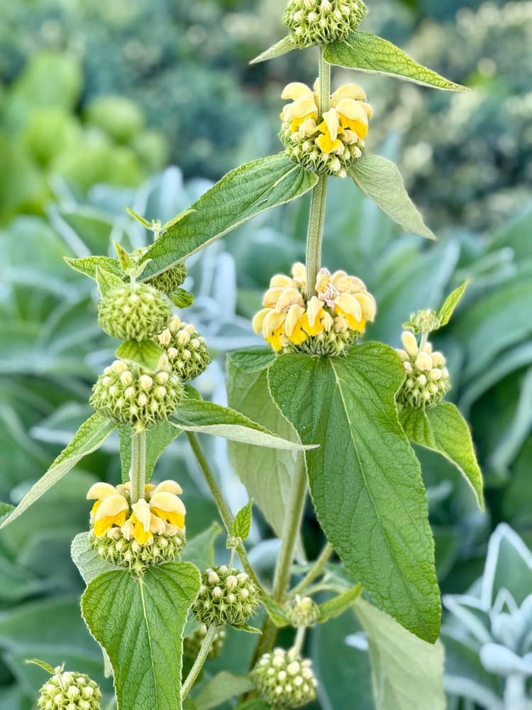 Yellow Jerusalem Sage Flower seeds for Planting - Easy to Grow, Heirloom & GMO Free Seeds for Home Garden