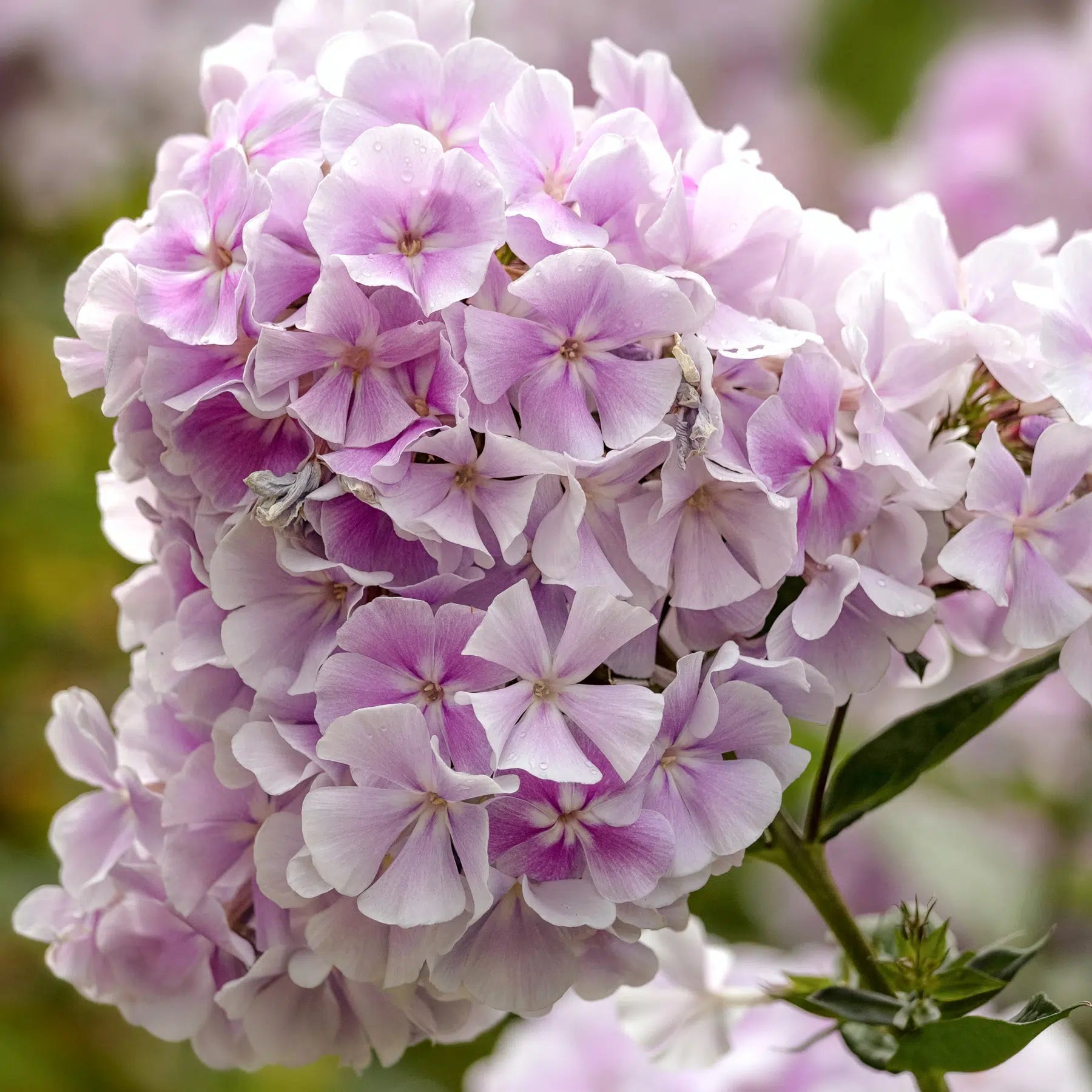 Buy Phlox Seeds Online – Vibrant Garden Flowers Attracting Butterflies