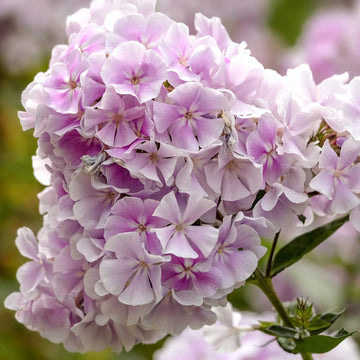Phlox Flower Seeds – Mixed Colors, Long-Blooming Garden Variety