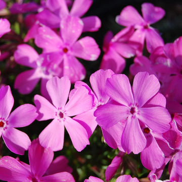 Phlox Flower Seeds – Mixed Colors, Long-Blooming Garden Variety